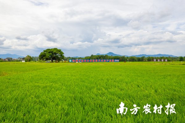 悦配资 韶关南雄以“EPC+O”模式解锁高标准农田建管运新路径